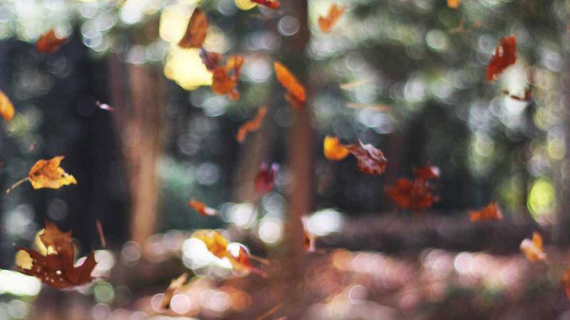 The Role of Technology in Reducing Loneliness